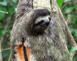 Bradypus variegatus