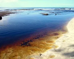 Taninos a la Mar