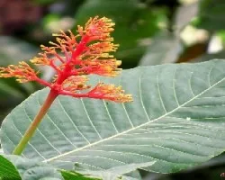 Palicourea sp