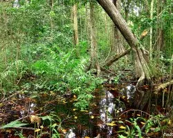 Bosque Acuoso