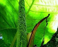 Alocasia sp