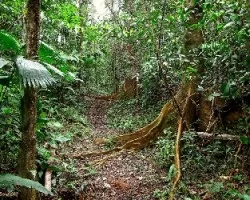 Sendero Ayenia