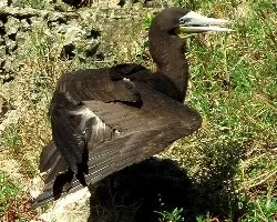 Sula leucogaster