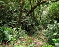 Caminando entre Bosques