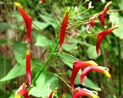 Heterotoma lobelioides 