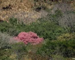 Rosa en el Bosque Seco