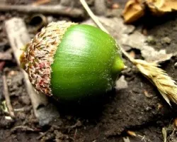Tiempo de Bellotas