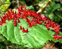 Cachitos Rojos