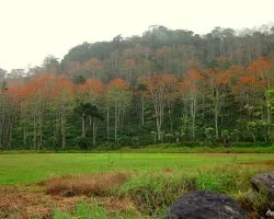 Mata de Guineo