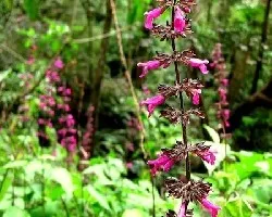 Salvia sp