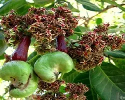 Anacardium occidentale