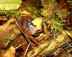Crustáceo en el Bosque