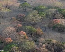 Colores del Bosque Seco
