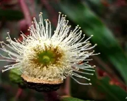 Eucalyptus sp
