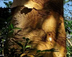 Arbol Tatuado