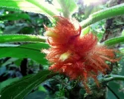 Columnea purpurata