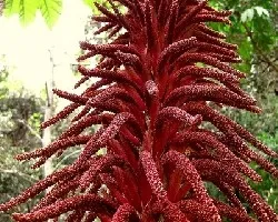 Gunnera sp