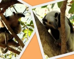 Oso Hormiguero