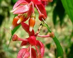 Cavendishia quereme