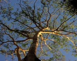 Guanacaste Blanco