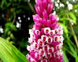 Elleanthus robustus