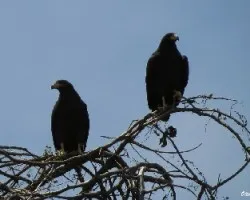 Buteogallus anthracinus