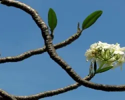 Plumeria alba