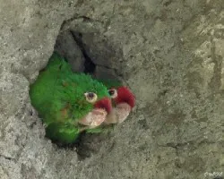 Aratinga finschi