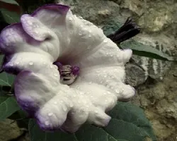 Datura metel