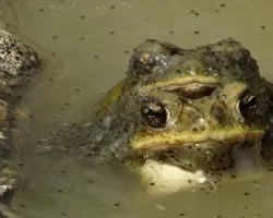 Anfibios gozosos