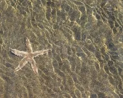 Estrella en el estero