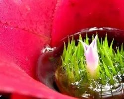 En el corazón de una bromelia