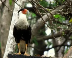 Caracara cheriway