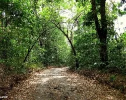 Caminando en el bosque seco