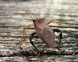 Armadura natural