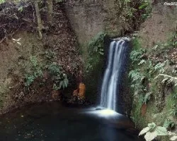 Nacientes del loro