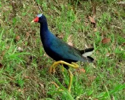 Porphyrio martinica