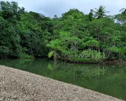 Estero san pedrillo