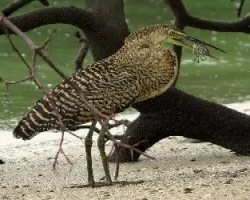 Tigrisoma mexicanum