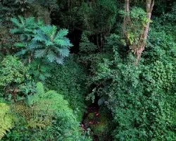 Verdes de altura