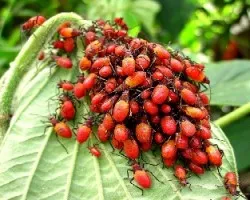 Invasión roja