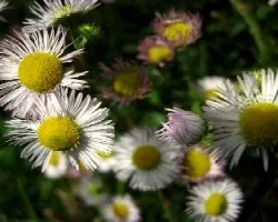 Bellis perennis