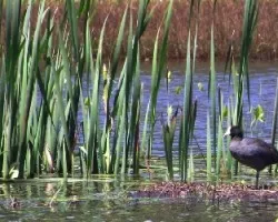 Fulica americana