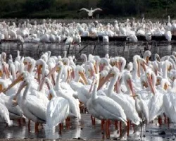 Pelecanus erythrorhynchos