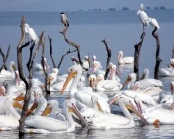 Pelecanus erythrorhynchos