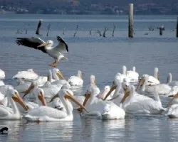 Pelecanus erythrorhynchos