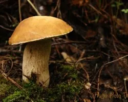 Boletus edulis