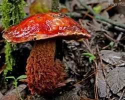 Boletus frostii