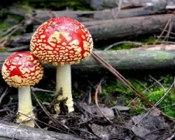 Amanita muscaria