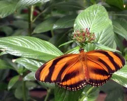 Dryadula phaetusa